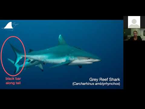 The Ultimate Guide to Red Sea Sharks