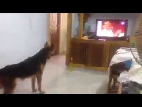 Nehi ye nehi hosakta