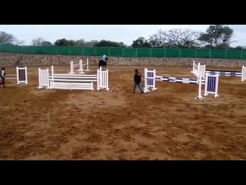 Diaura ex Dilanar, 5 yo mare, Diarado x Acobat I I x Cassini