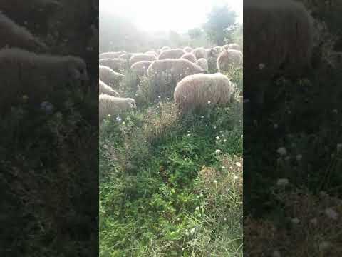 Oile lui Pasha de la Scaesti