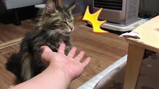 【ウンポヨ】食べたいって言うからあげたけど酸っぱいからダメっぽい【猫ねこ】