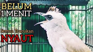 Download lagu Trucukan Ombyokan trucuk Bahan PAUT BISU PASTI BUNYI DENGAR SUARA TRUCUK GACOR NGALAS NGROPEL INI ‼️ mp3