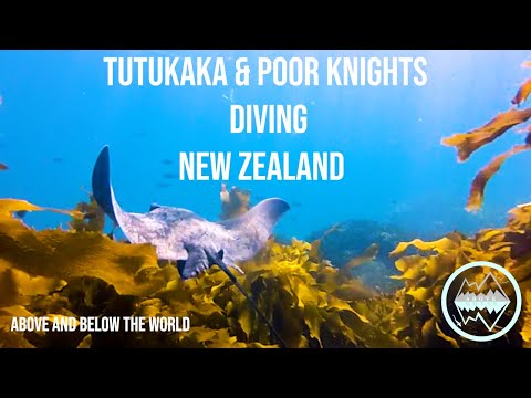 TUTUKAKA & POOR KNIGHTS DIVING. NEW ZEALAND.