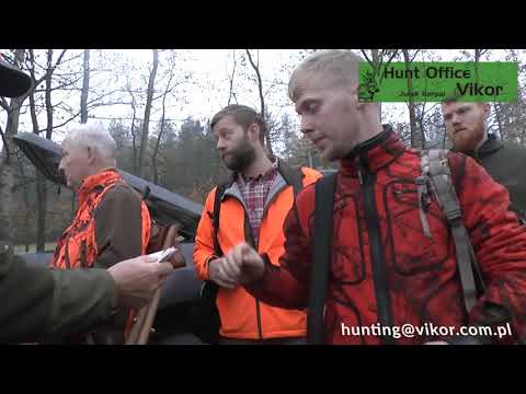Driven hunt in Poland - Drivjagt i Polen