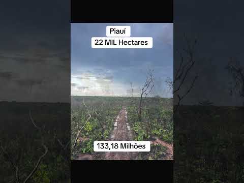 Venda fazenda 22 Mil Hectares - Piauí
