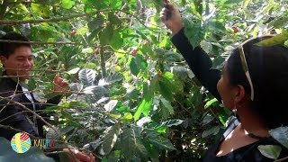preview picture of video 'Kalupia | La Ruta del Café en Finca La Colmena | Marcala, La Paz'