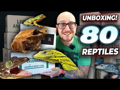 Unboxing 80 Pet Reptiles