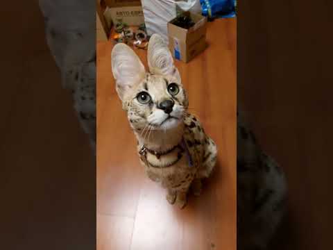 Serval cat talking