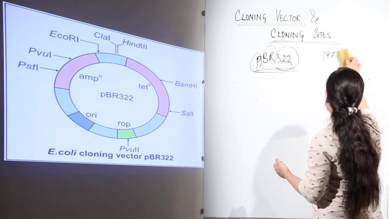 CBSE l CLASS 12 l BIOLOGY l Biotechnology l Biotech Principles & Processes l cloning sites pBR 6