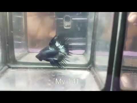(MV-141) Black Copper Crown tail Male Betta