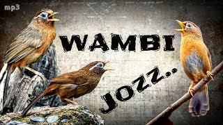 Download lagu Suara WAMBI Jantan GACOR Jernih Burung Lain Langsung Nyaut MEWAH Untuk MASTERAN mp3 Download lagu Suara WAMBI Jantan GACOR Jernih Burung Lain Langsung Nyaut MEWAH Untuk MASTERAN mp3