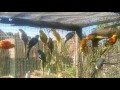 Chirping Red Rump parakeets