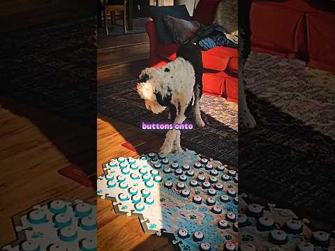 This Dog Became Self Aware