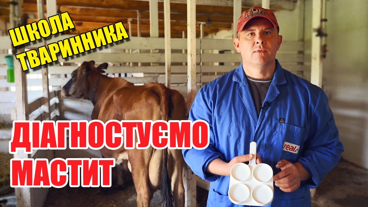 YouTube video preview