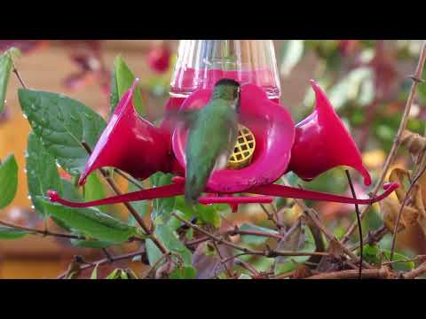 A Male Anna's Hummingbird at the feeder