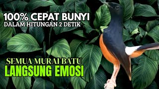Download lagu PANCINGAN murai Batu FIGHTER GACOR ISIAN KERAS !! Jadikan semua murai batu ngedrop LANGSUNG NYAMBER mp3 Download lagu PANCINGAN murai Batu FIGHTER GACOR ISIAN KERAS !! Jadikan semua murai batu ngedrop LANGSUNG NYAMBER mp3