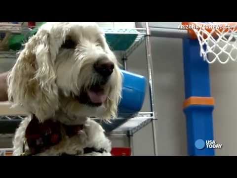 A Dog Overcomes Her Own Hardships To Help Those In Need