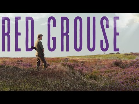 Red Grouse & Pointers on The Glorious Twelfth