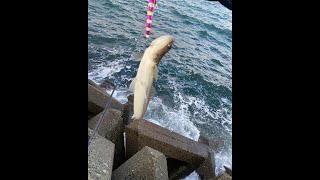 編集しながら生配信 お気軽に...