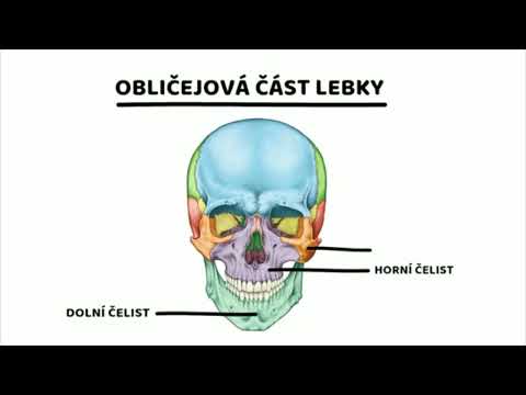 lebka-obličejová část