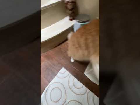 Why do cats like to play in the toilet?