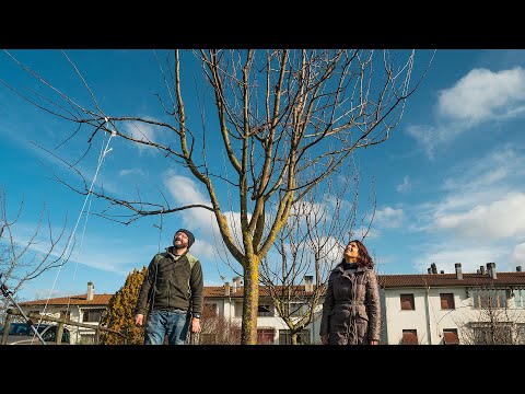 COME POTARE UN ALBERO DA FRUTTO. LA POTATURA DEL MELO CON PIETRO ISOLAN