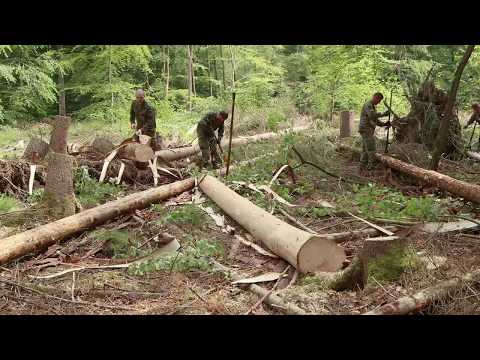 Bundeswehreinsatz gegen die Borkenkäferplage