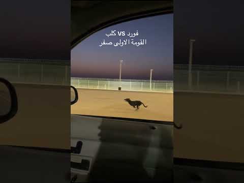 قومة فورد ضد كلب #فورد #ماركيز #فكتوريا #قومة #دوسه #دوسة #سباق #تسارع #explore #اكسبلور #ترند