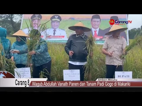 Wakil Gubernur Maluku Abdullah Vanath Panen dan Tanam Padi Gogo di Makariki
