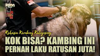 Download lagu Dari 2 Ekor Kambing, Jadi Ratusan Ekor! Jual 1 Ekor Kambing Bisa Beli Rumah Cash mp3