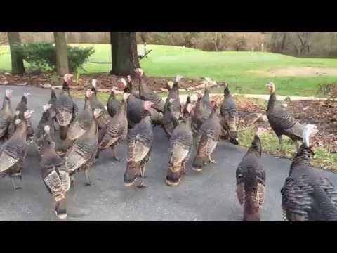 Thanksgiving Turkeys at Elk Forge Inn