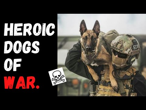 Heroic Dogs Of War | Stories Of Heroic Dogs Of War (part-01)