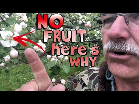 , title : '4 Reasons Why Your Fruit Tree is Not Producing Fruit'