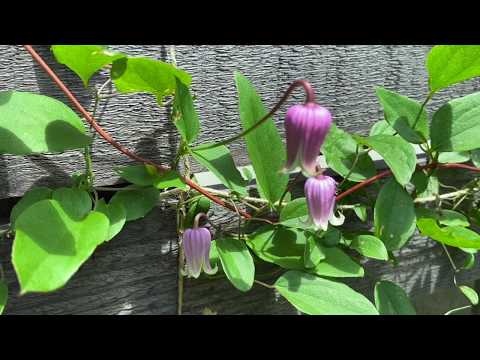 森のキキョウ 植物