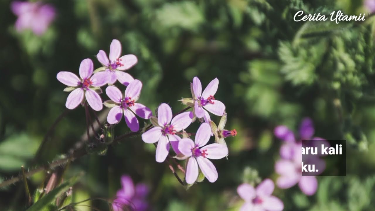 Bercinta Dengn Temen Kuliah Ayahku ll Cerpen Wik2 Full Kisah Nyata Terbaru ll Cerpen Wik2 Full