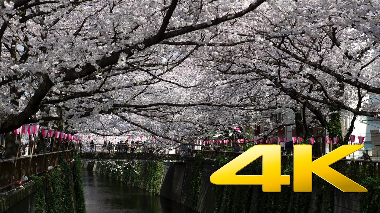 Tokyo Nakameguro Cherry Blossom