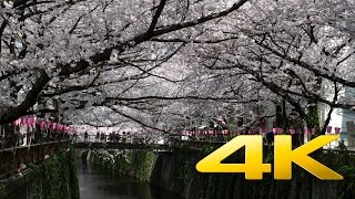 Tokyo Nakameguro Cherry Blossom video preview