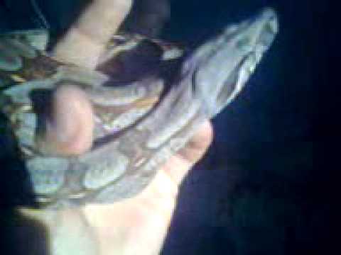 guyana boa constrictor