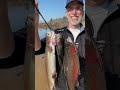 not getting trout bites? try this (STOCKED trout fishing)