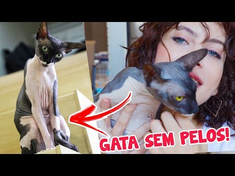 download lagu mp3 mp4 Sem Pelo, download lagu Sem Pelo gratis, unduh video klip Sem Pelo