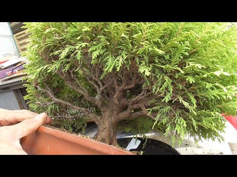 園芸 サワラニセヒノキ