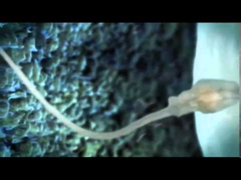 williamgarden - Born in The UNIVERSE