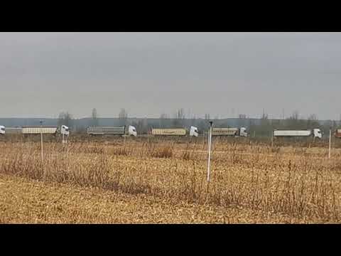 'Hora punta' en el campo de Cubillas de los Oteros (León)
