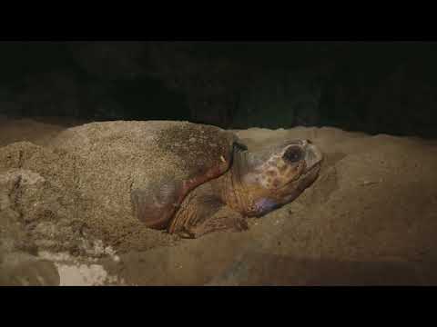 야쿠시마 Yakushima Island 02