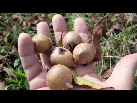 Kada rasađivati i na koju podlogu kalemiti mušmulu