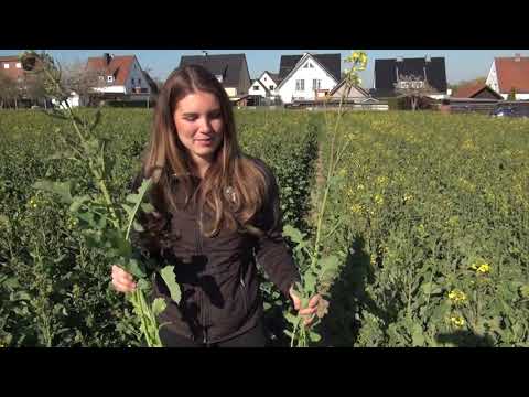 Siliziumwirkungen von Siporoplant im Raps   HD 720p
