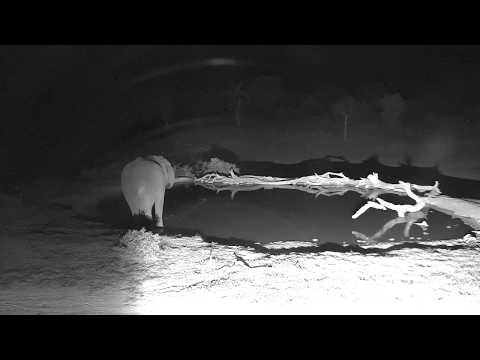 Djuma: Lone Elephant comes for a night time drink- 22:04 - 12/26/18