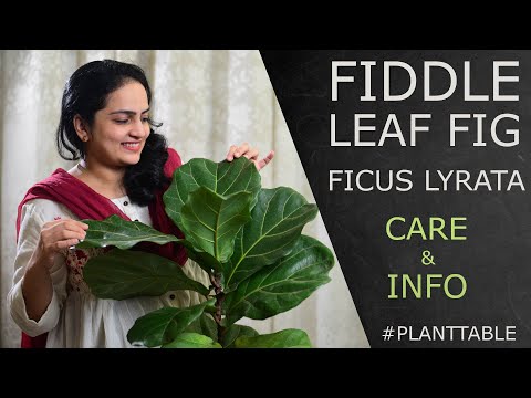 , title : 'Fiddle Leaf Fig (Ficus Lyrata) Care & Info  |  Plant Table'