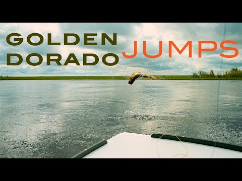 Golden Dorado jumps at Pirá Lodge