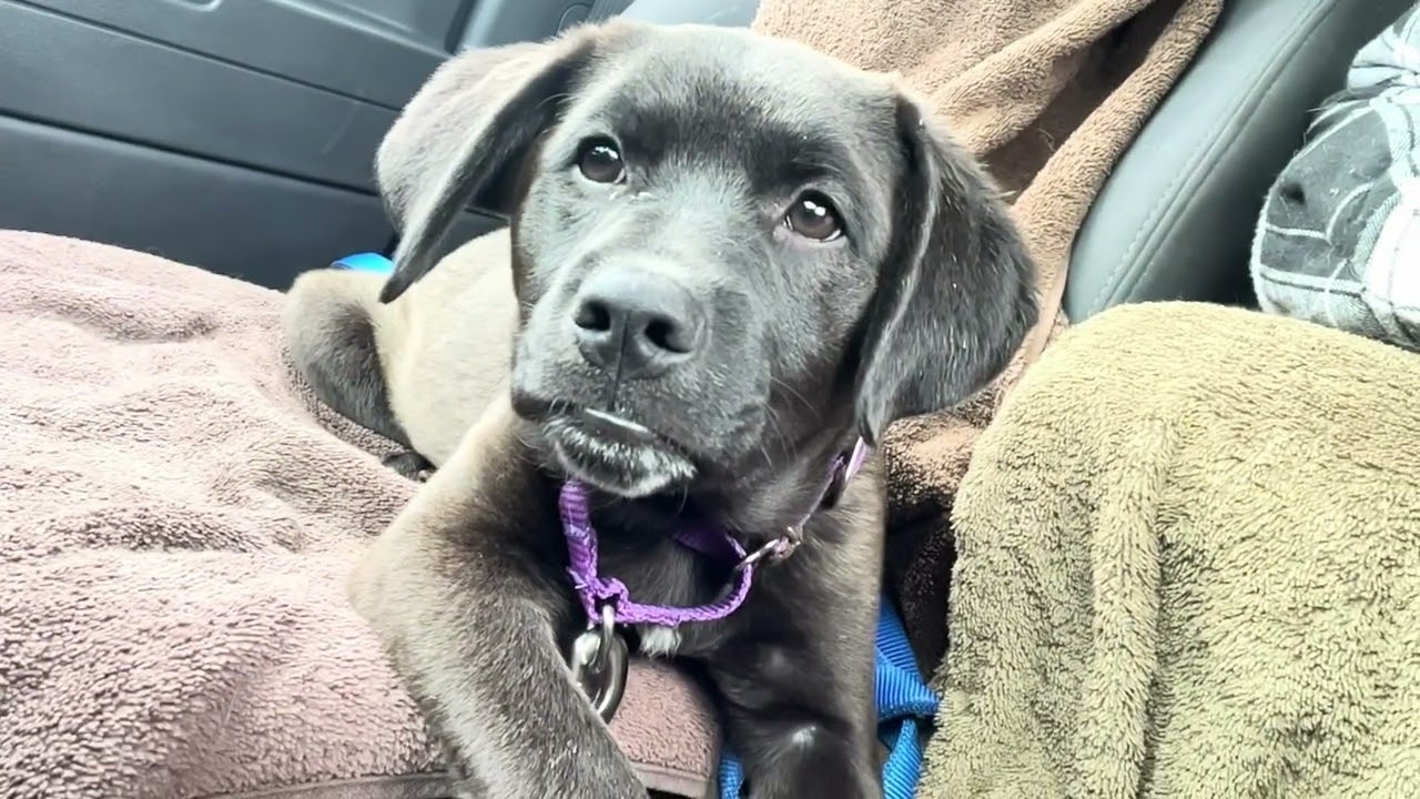 Enlarge Olivia, a ADOPTABLE mixed breed in Quincy, MI video 5/5